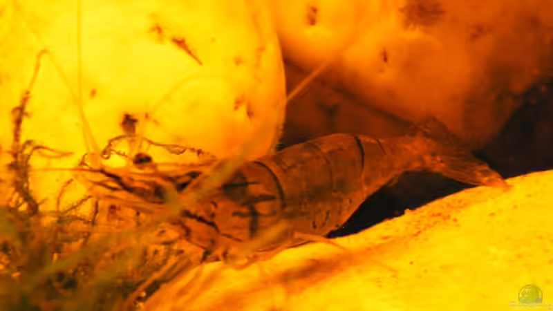 Besatz im Aquarium ~Amazonas~ Amano-Stil von Diskus-Freak®aka Benny&Anja (55)