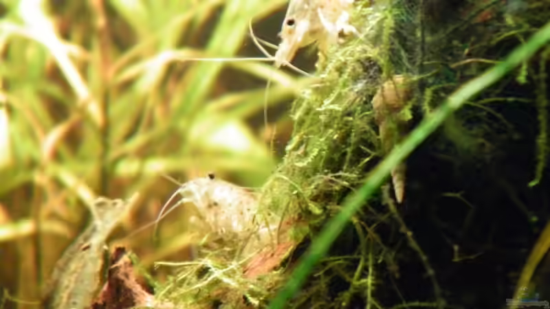 Besatz im Aquarium ~Amazonas~ Amano-Stil von Diskus-Freak®aka Benny&Anja (56)