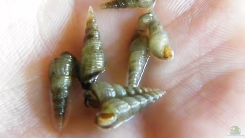 Besatz im Aquarium ~Amazonas~ Amano-Stil von Diskus-Freak®aka Benny&Anja (57)