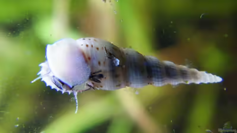 Besatz im Aquarium ~Amazonas~ Amano-Stil von Diskus-Freak®aka Benny&Anja (58)