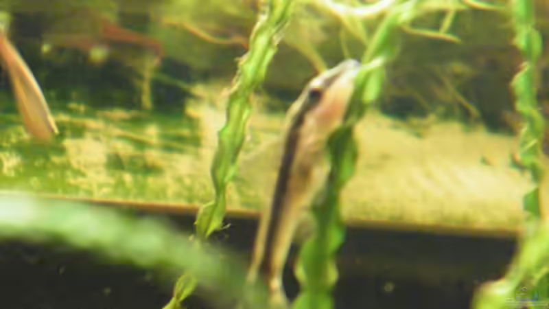 Besatz im Aquarium ~Amazonas~ Amano-Stil von Diskus-Freak®aka Benny&Anja (60)