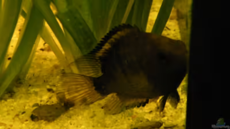 Besatz im Aquarium ~Amazonas~ Amano-Stil von Diskus-Freak®aka Benny&Anja (62)