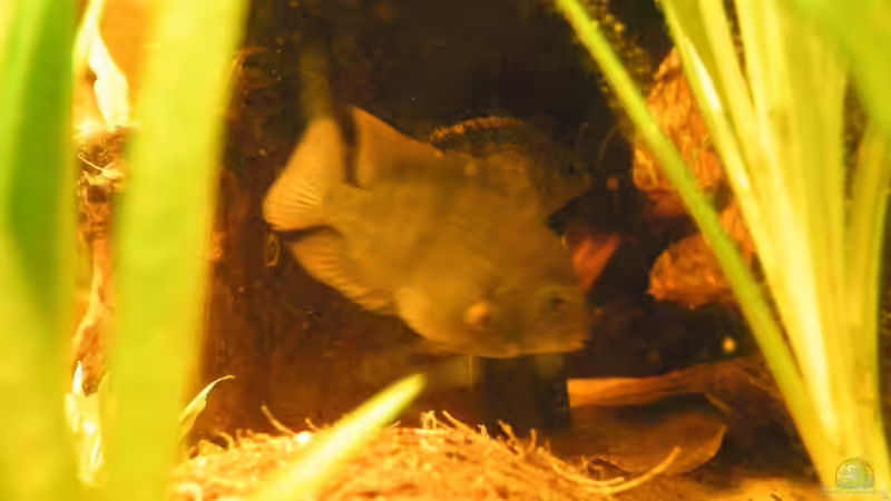 Besatz im Aquarium ~Amazonas~ Amano-Stil von Diskus-Freak®aka Benny&Anja (63)