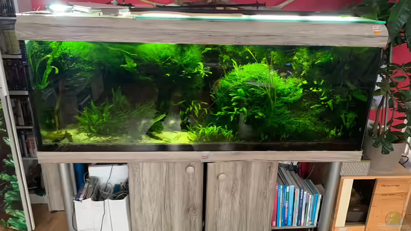 Besatz im Aquarium Amazonas &quot;nur noch Beispiel abgebaut 10/21&quot; von signo (45)