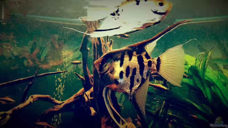 Besatz im Aquarium Amazonas &quot;Regenzeit&quot; von AqUaFr34K (28)