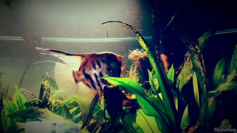 Besatz im Aquarium Amazonas &quot;Regenzeit&quot; von AqUaFr34K (29)