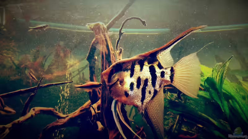 Besatz im Aquarium Amazonas &quot;Regenzeit&quot; von AqUaFr34K (30)