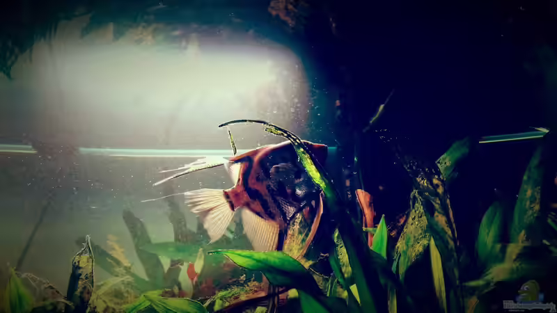 Besatz im Aquarium Amazonas &quot;Regenzeit&quot; von AqUaFr34K (31)