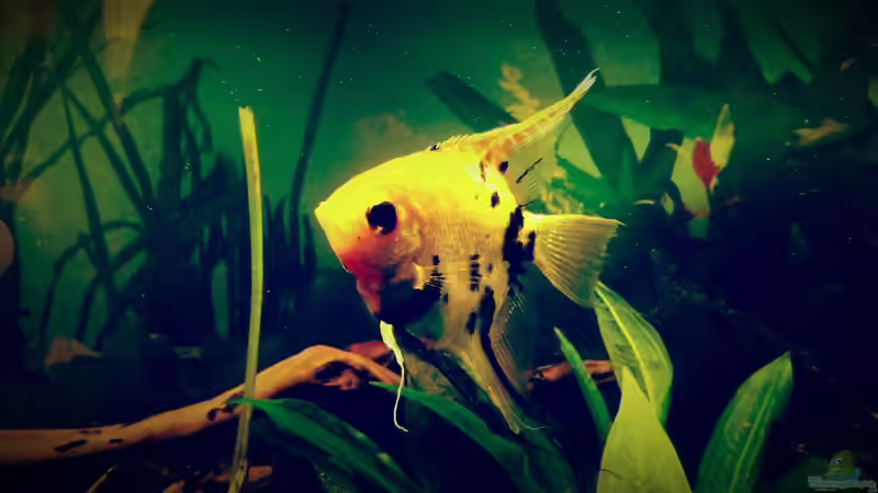 Besatz im Aquarium Amazonas &quot;Regenzeit&quot; von AqUaFr34K (33)