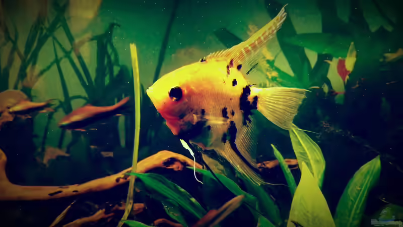 Besatz im Aquarium Amazonas &quot;Regenzeit&quot; von AqUaFr34K (34)