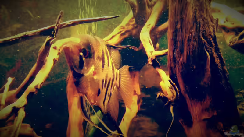 Besatz im Aquarium Amazonas &quot;Regenzeit&quot; von AqUaFr34K (35)