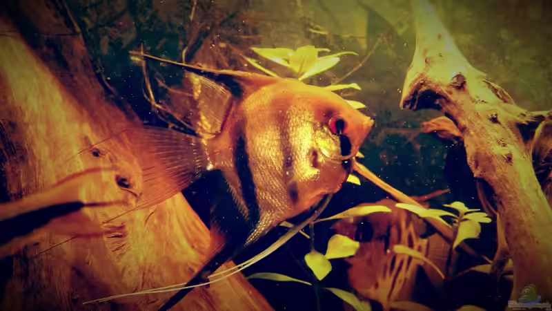Besatz im Aquarium Amazonas &quot;Regenzeit&quot; von AqUaFr34K (36)