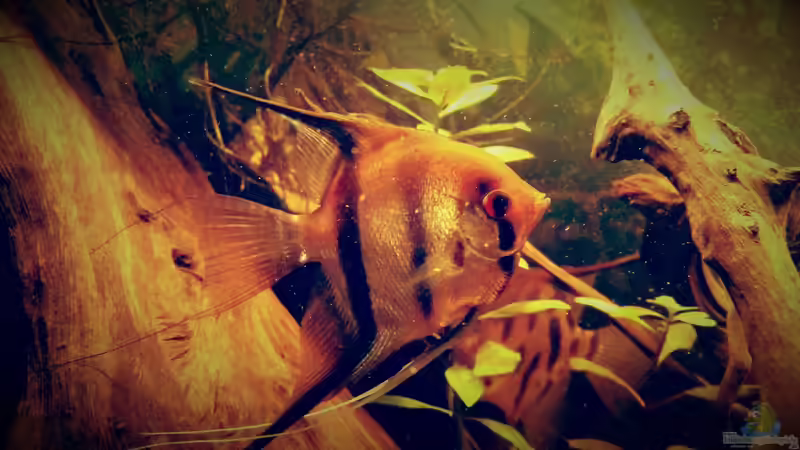 Besatz im Aquarium Amazonas &quot;Regenzeit&quot; von AqUaFr34K (37)