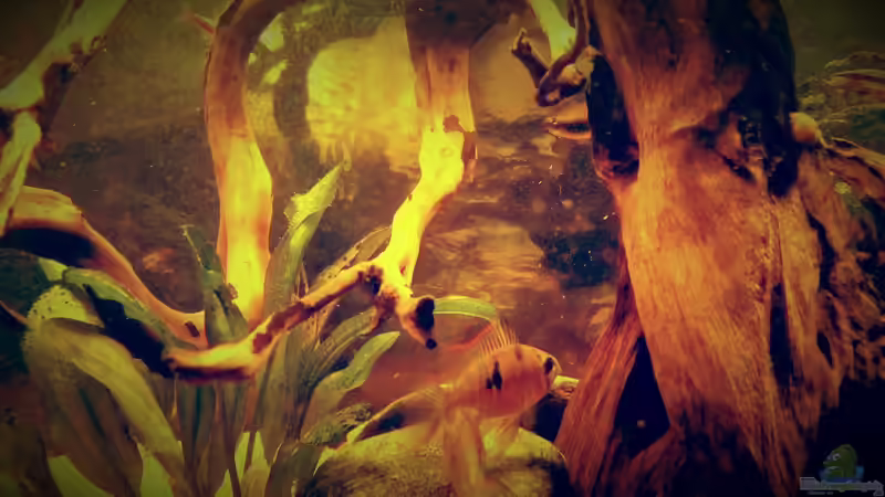 Besatz im Aquarium Amazonas &quot;Regenzeit&quot; von AqUaFr34K (38)