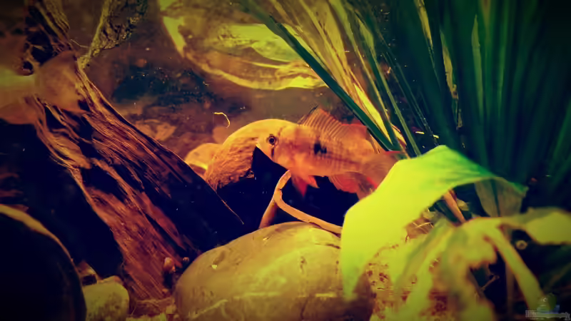 Besatz im Aquarium Amazonas &quot;Regenzeit&quot; von AqUaFr34K (39)