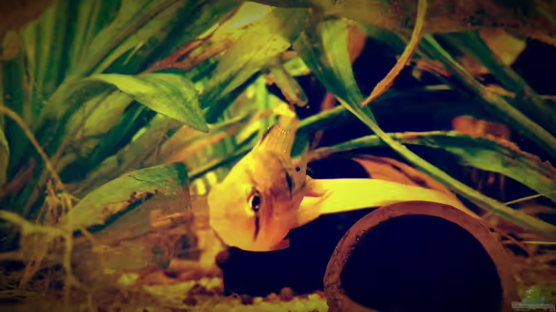 Besatz im Aquarium Amazonas &quot;Regenzeit&quot; von AqUaFr34K (41)