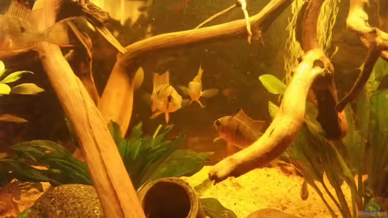 Besatz im Aquarium Amazonas &quot;Regenzeit&quot; von AqUaFr34K (43)