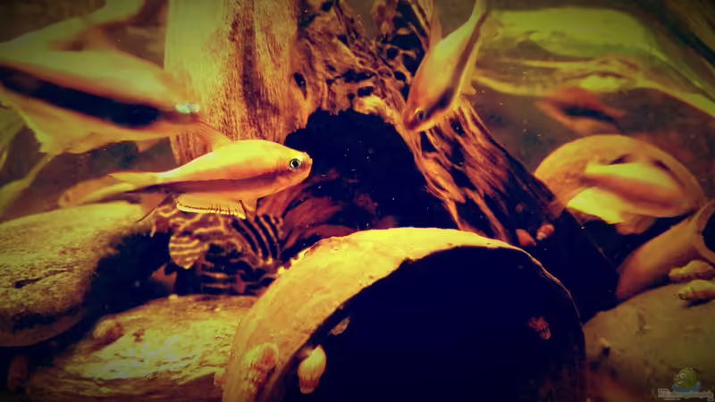 Besatz im Aquarium Amazonas &quot;Regenzeit&quot; von AqUaFr34K (44)