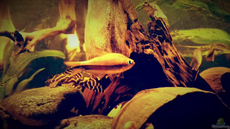 Besatz im Aquarium Amazonas &quot;Regenzeit&quot; von AqUaFr34K (45)