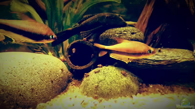 Besatz im Aquarium Amazonas &quot;Regenzeit&quot; von AqUaFr34K (46)