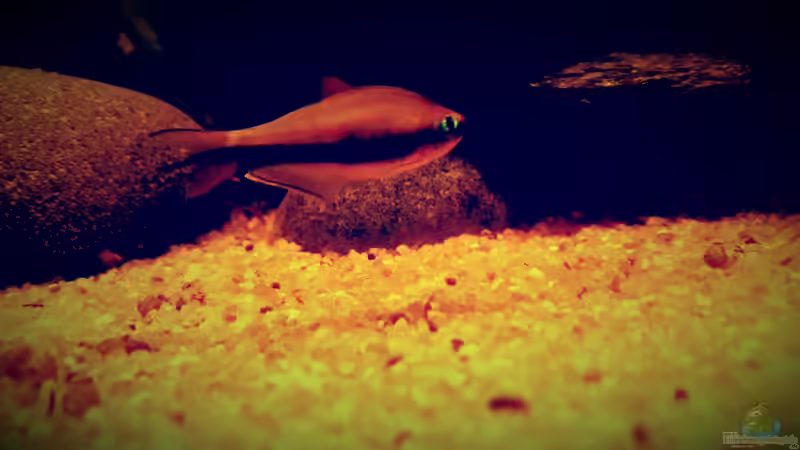 Besatz im Aquarium Amazonas &quot;Regenzeit&quot; von AqUaFr34K (47)