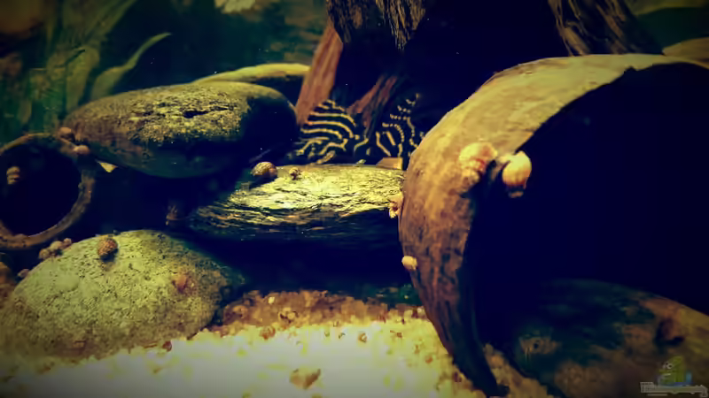 Besatz im Aquarium Amazonas &quot;Regenzeit&quot; von AqUaFr34K (48)