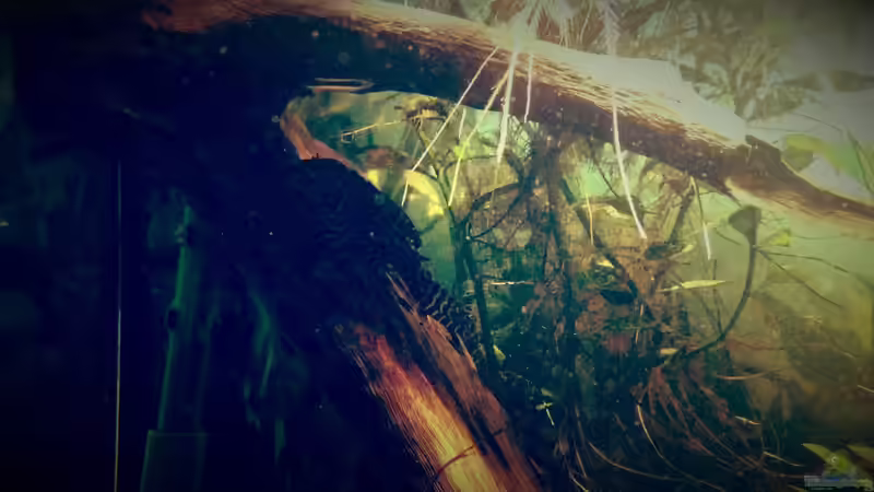 Besatz im Aquarium Amazonas &quot;Regenzeit&quot; von AqUaFr34K (49)