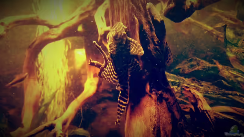 Besatz im Aquarium Amazonas &quot;Regenzeit&quot; von AqUaFr34K (50)