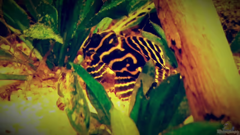 Besatz im Aquarium Amazonas &quot;Regenzeit&quot; von AqUaFr34K (52)