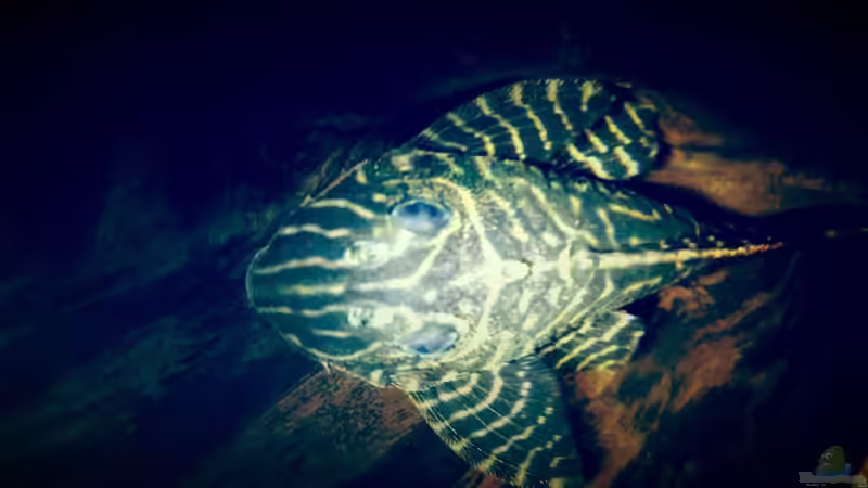 Besatz im Aquarium Amazonas &quot;Regenzeit&quot; von AqUaFr34K (53)