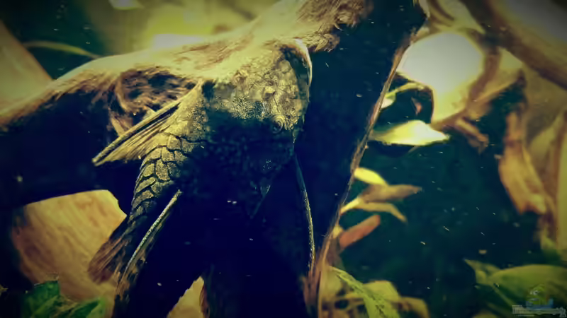 Besatz im Aquarium Amazonas &quot;Regenzeit&quot; von AqUaFr34K (54)