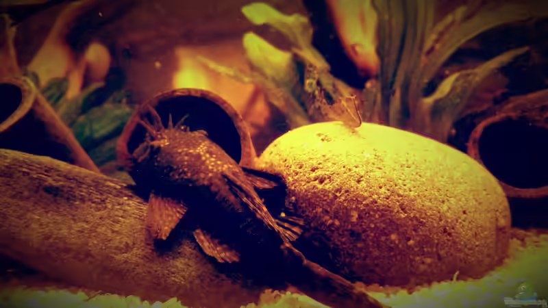 Besatz im Aquarium Amazonas &quot;Regenzeit&quot; von AqUaFr34K (56)