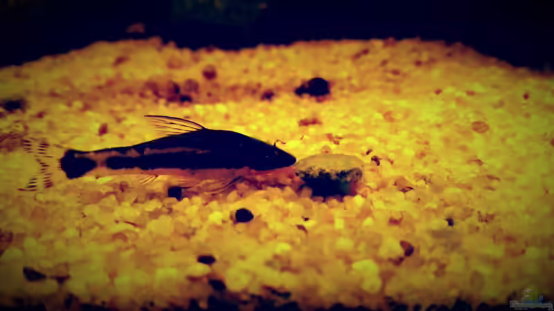 Besatz im Aquarium Amazonas &quot;Regenzeit&quot; von AqUaFr34K (57)