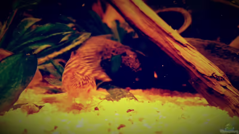 Besatz im Aquarium Amazonas &quot;Regenzeit&quot; von AqUaFr34K (58)