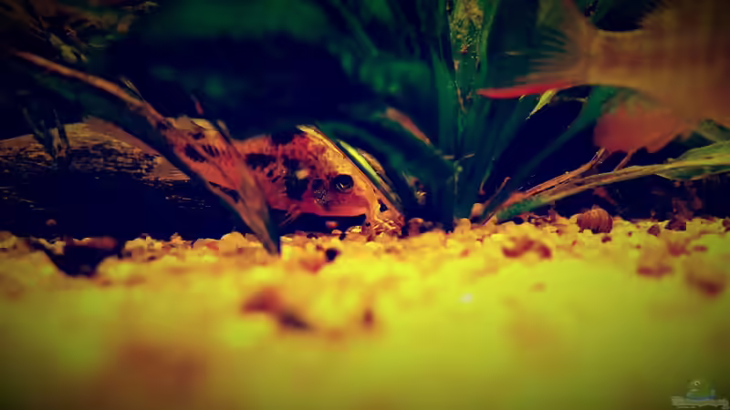 Besatz im Aquarium Amazonas &quot;Regenzeit&quot; von AqUaFr34K (59)