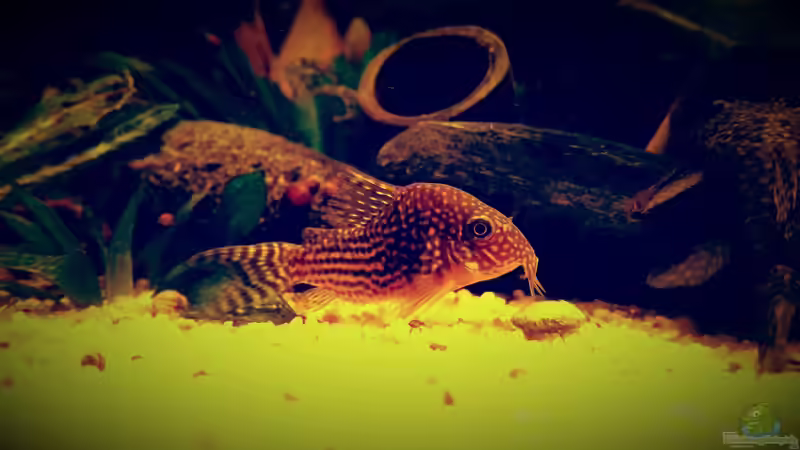 Besatz im Aquarium Amazonas &quot;Regenzeit&quot; von AqUaFr34K (60)