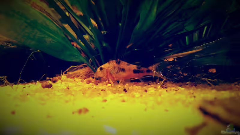 Besatz im Aquarium Amazonas &quot;Regenzeit&quot; von AqUaFr34K (61)