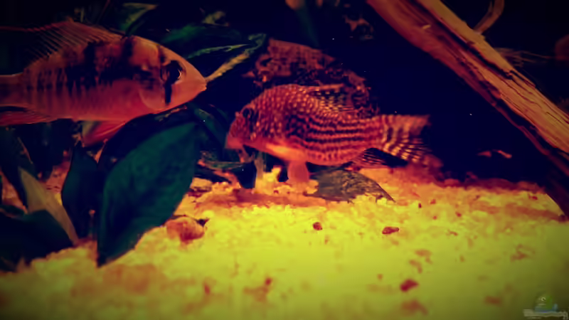 Besatz im Aquarium Amazonas &quot;Regenzeit&quot; von AqUaFr34K (62)