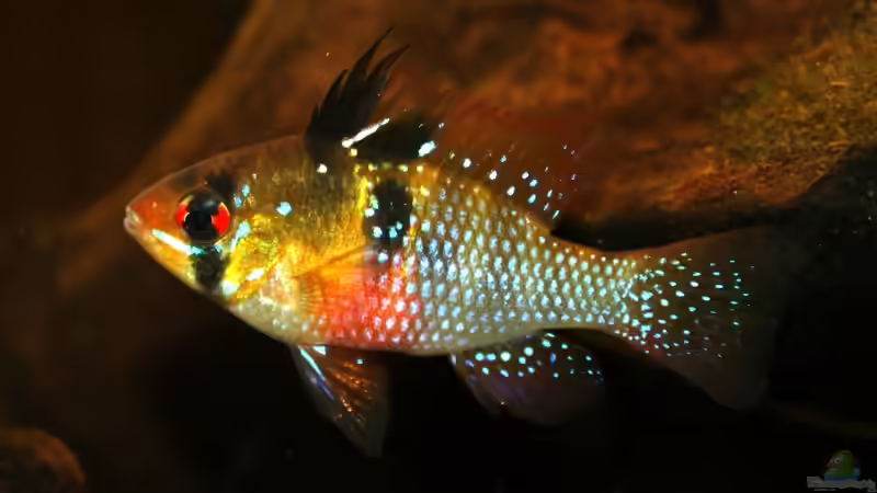 Besatz im Aquarium Amazonas (aufgelöst) von Teh_D (13)