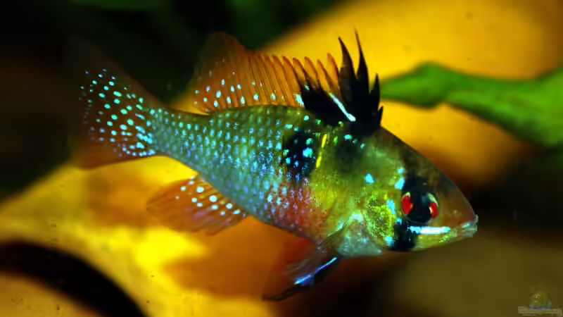 Besatz im Aquarium Amazonas (aufgelöst) von Teh_D (14)