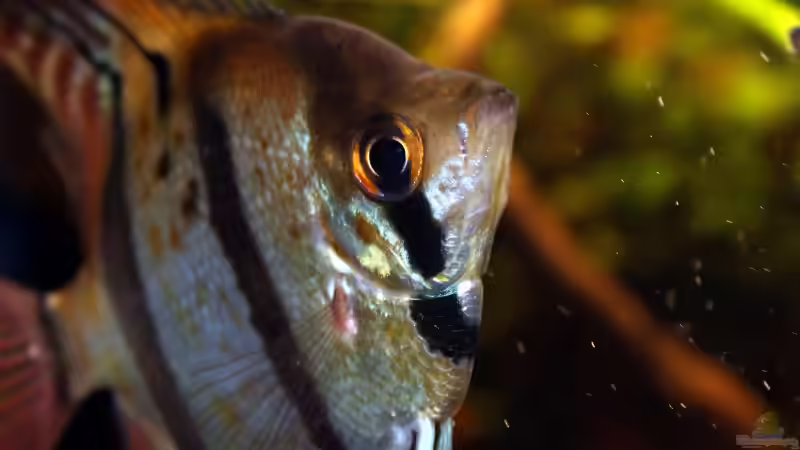 Besatz im Aquarium Amazonas (aufgelöst) von Teh_D (15)