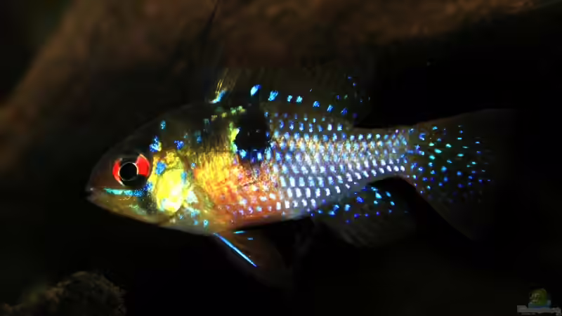 Besatz im Aquarium Amazonas (aufgelöst) von Teh_D (16)