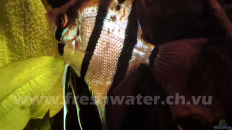 Besatz im Aquarium Amazonas (aufgelöst) von Teh_D (6)