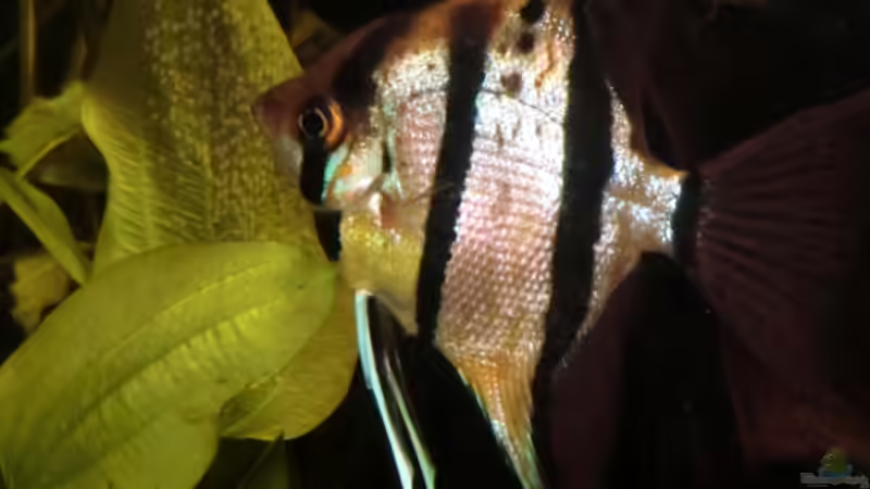 Besatz im Aquarium Amazonas (aufgelöst) von Teh_D (7)