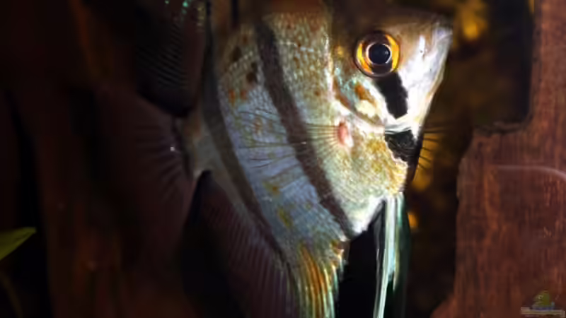 Besatz im Aquarium Amazonas (aufgelöst) von Teh_D (9)