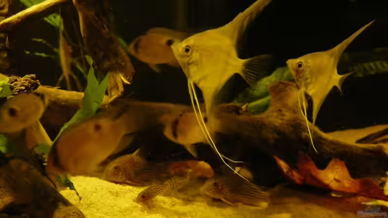 Besatz im Aquarium Amazonas Aufzucht (aufgelöst) von Zigermandli (18)