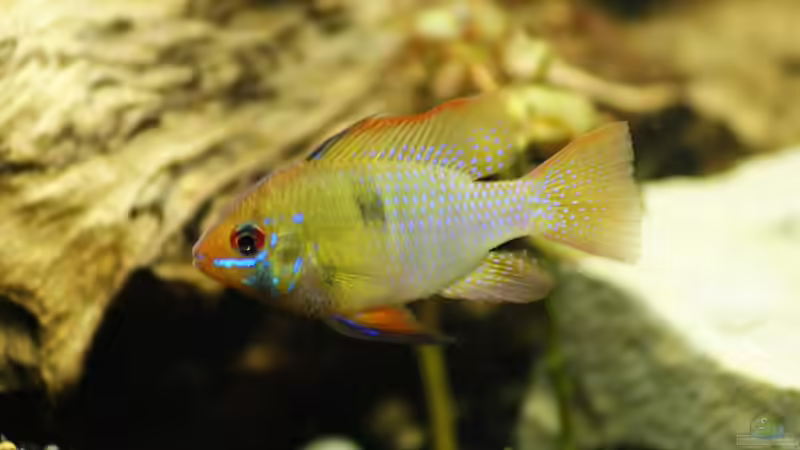 Besatz im Aquarium Amazonas Becken  nur noch als Beispiel von Stony (2)