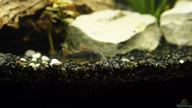 Besatz im Aquarium Amazonas Becken  nur noch als Beispiel von Stony (3)