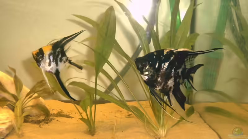 Besatz im Aquarium Amazonas-Becken 2010 von Nilegoem (2)