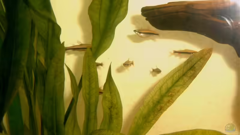 Besatz im Aquarium Amazonas-Becken 2010 von Nilegoem (4)